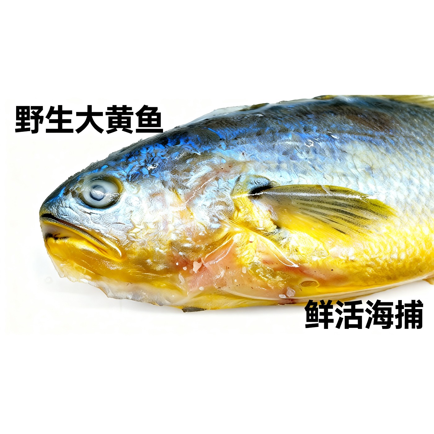 顺丰包邮黄花鱼无冰大号新鲜海捕大黄鱼鲜活速冻东海特产商用批发