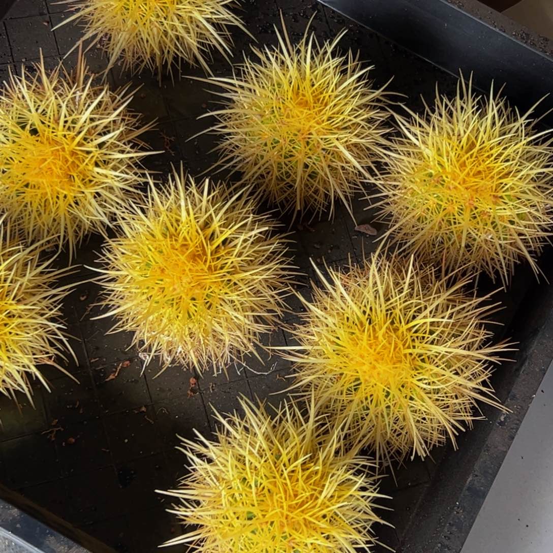 墨西哥怒虎（纯基因）188