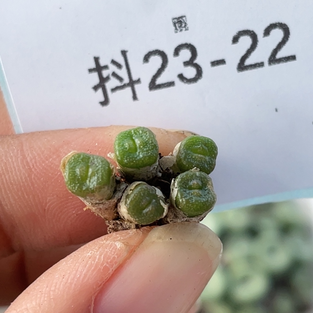 23-22方糖多肉植物