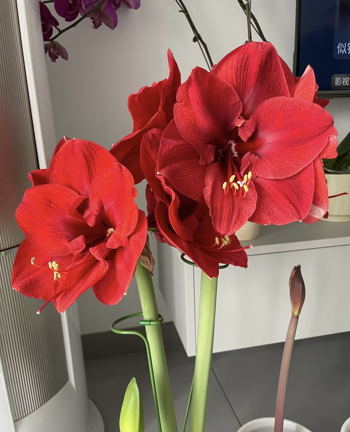 栖野绿境 南非进口朱顶红【圣诞快乐/新年快乐】1颗包邮