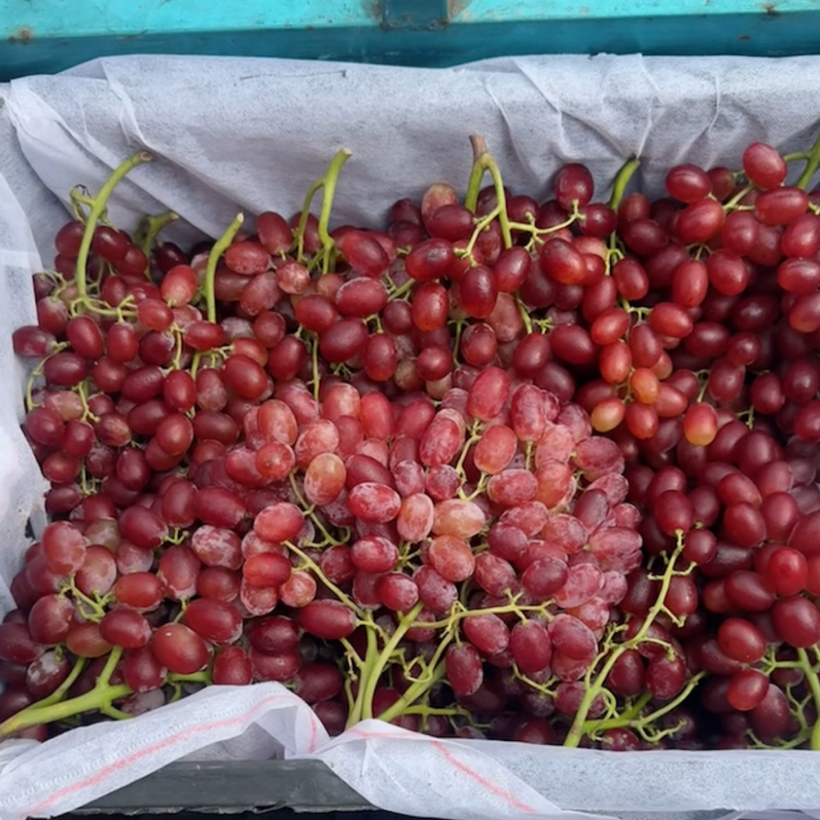 小糖豆无籽提提子一斤装安徽省