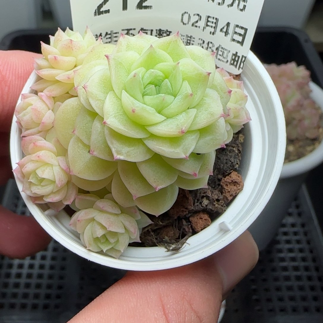 乐****a0204-212（TTP-117）