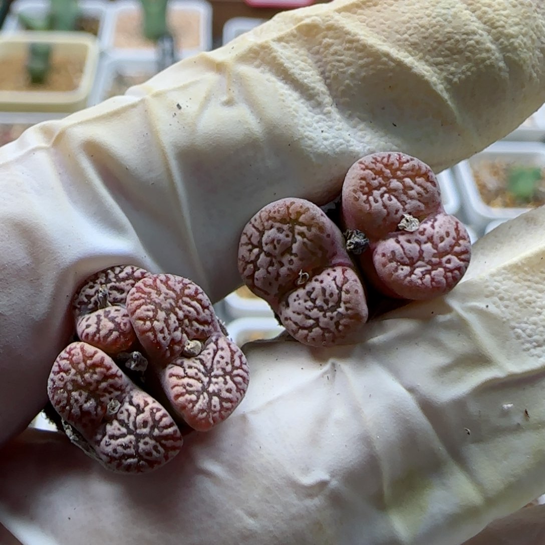 1-14-119当天满58包邮清货马克杂多肉1cm左右