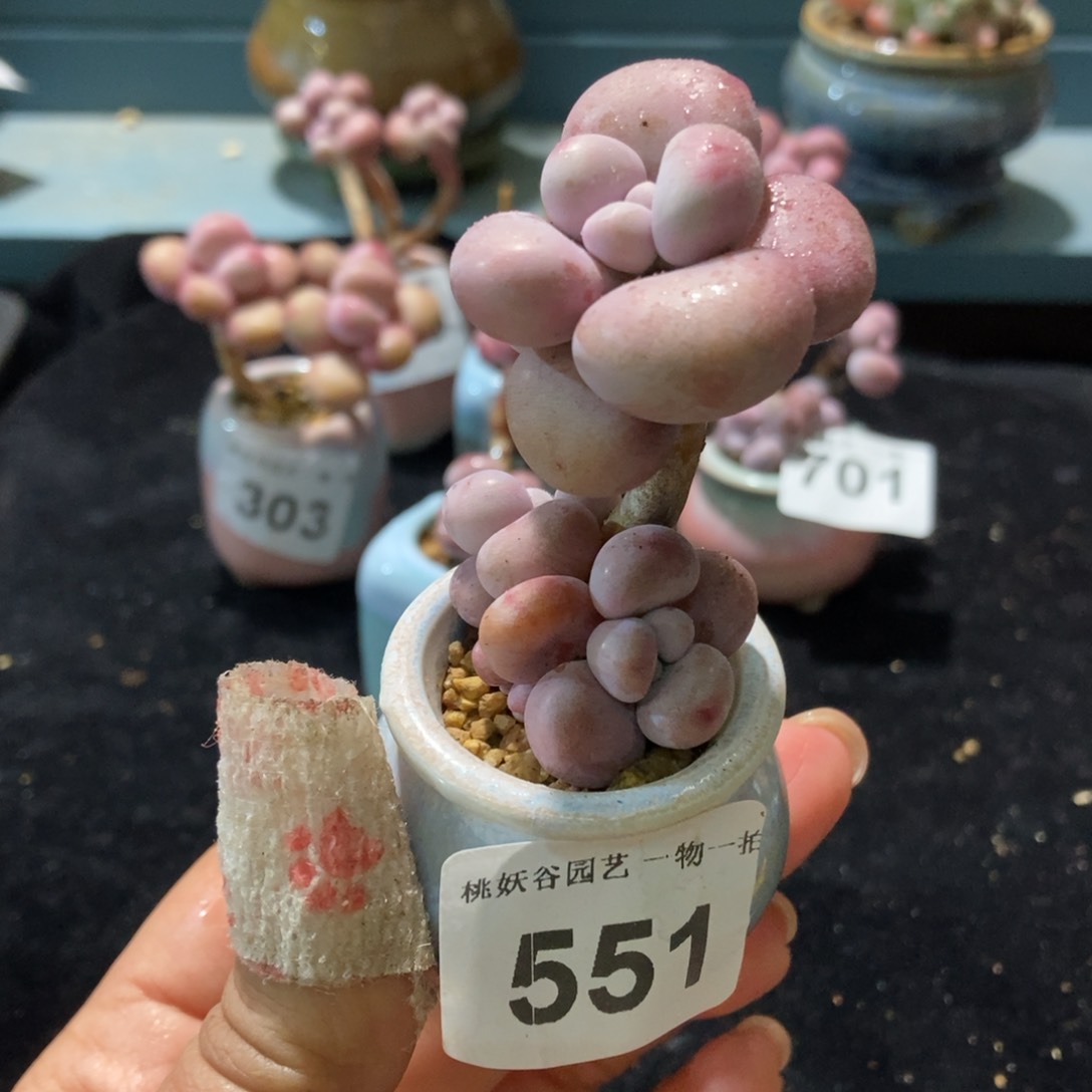 551糖果腰子蛋带盆土