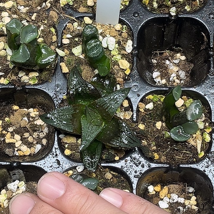 424实生万象+茜云+2颗欧大宝脱土发货