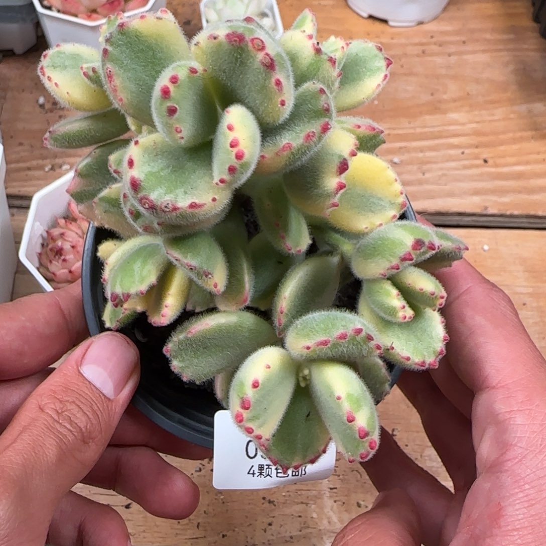 一物一拍麦秆珍妮05210