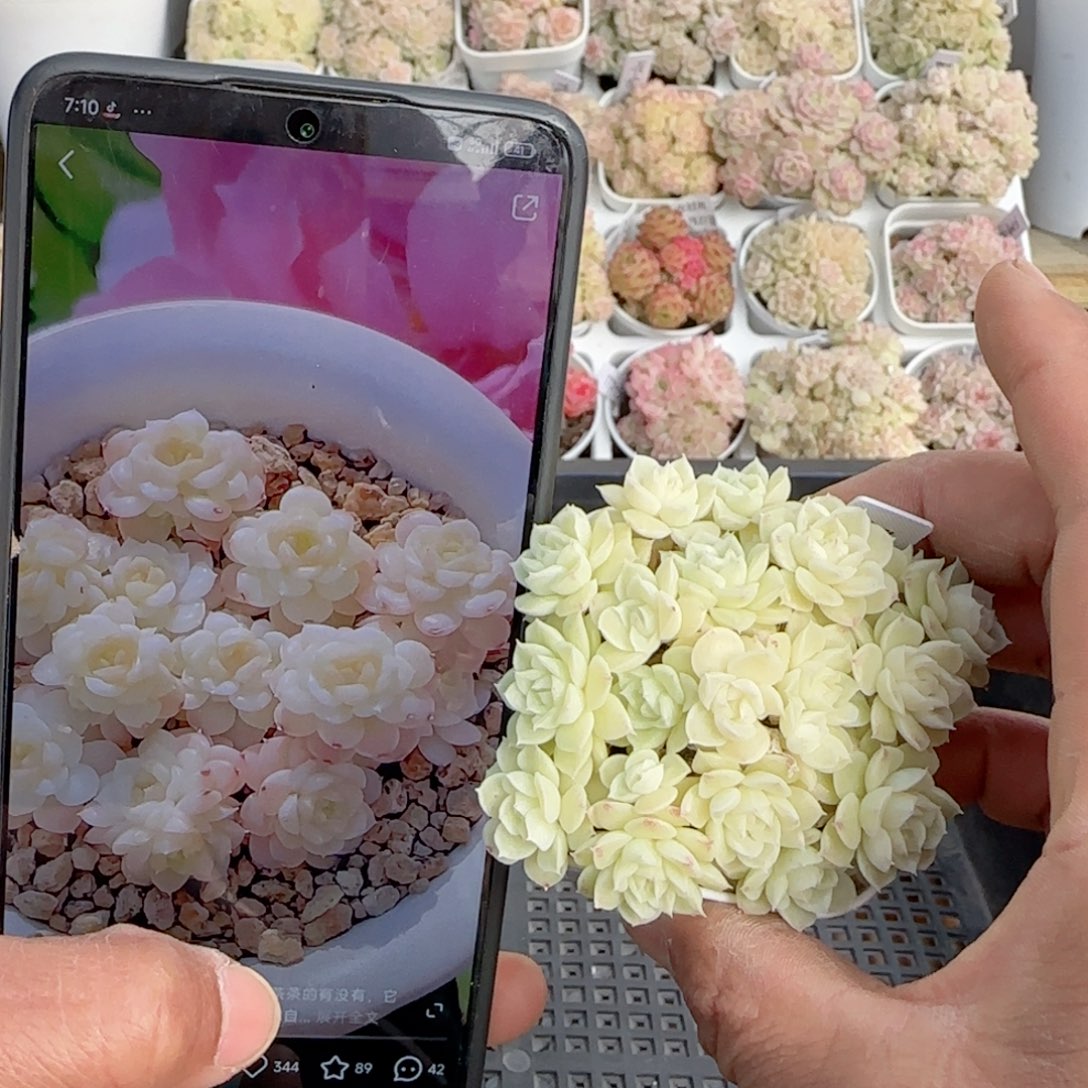 【闪购商品】0130-142（fm-72）