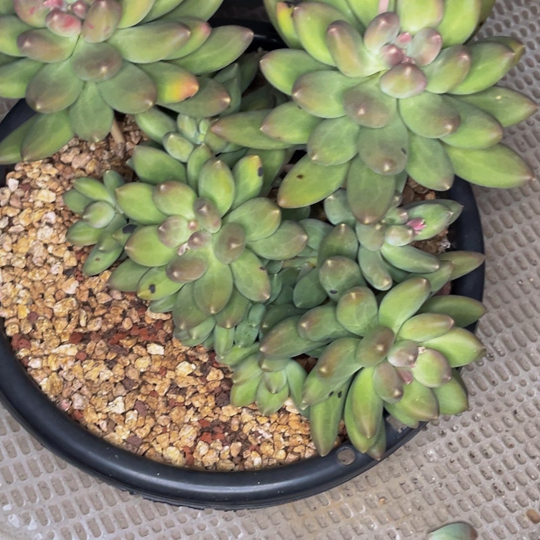 堡*堡长哥的多肉植物群生多肉植物