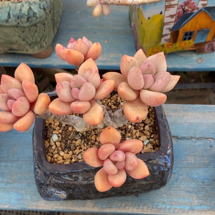 【闪购商品】桃花源