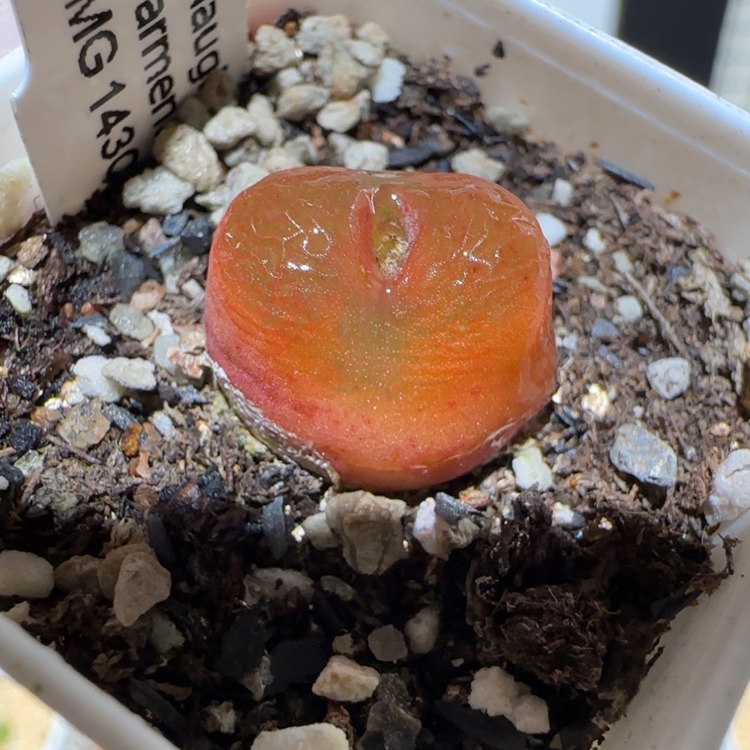 肉锥多肉植物百科4-水蜜桃410