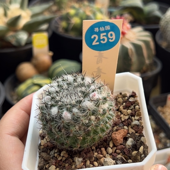 李***╰实生恋山彦一棵33988