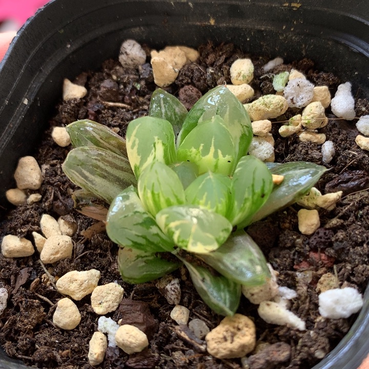 北极之光玉露锦带盆土发货