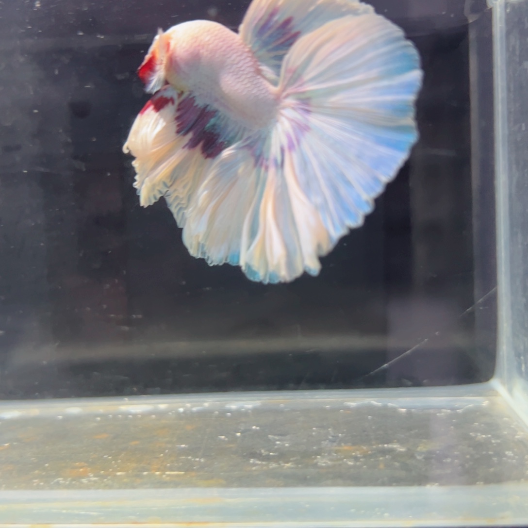 斗鱼浅色特殊尾hhhh