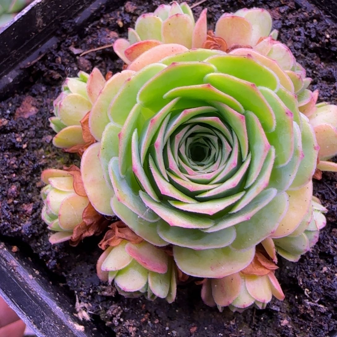 予**এ捧花6厘米1142424243437