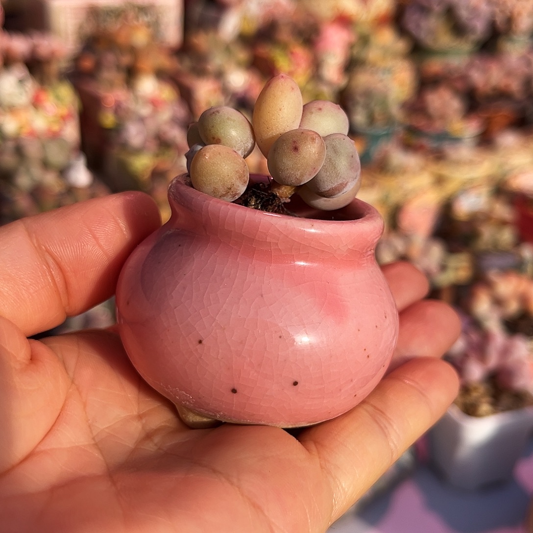 米可奶酪一物一拍