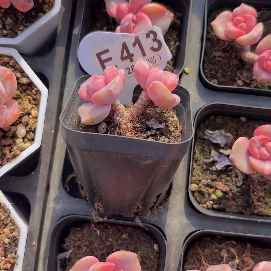 E413彩虹糖一物一拍