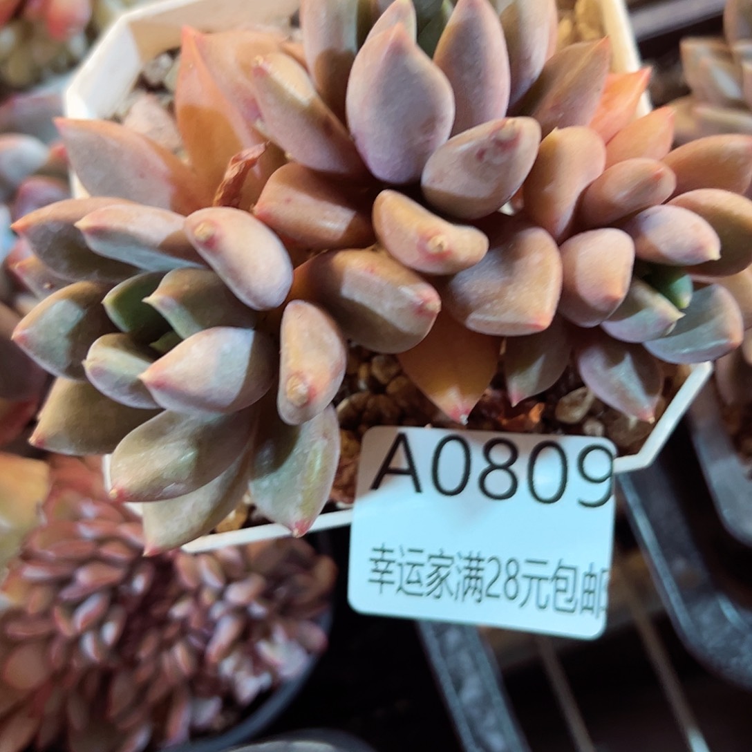 幸运的是我的朋友是