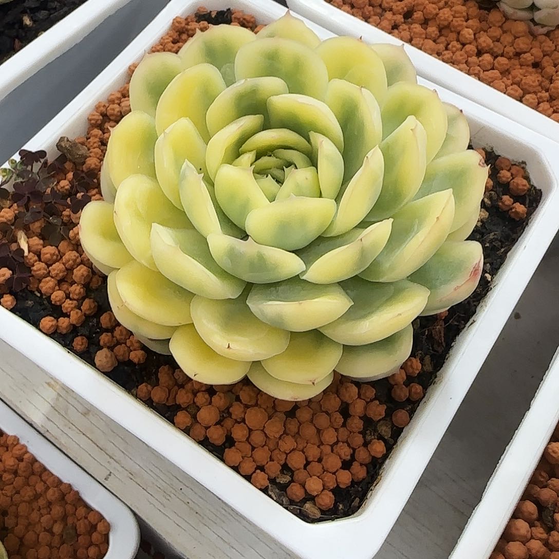 草莓冰锦多肉植物
