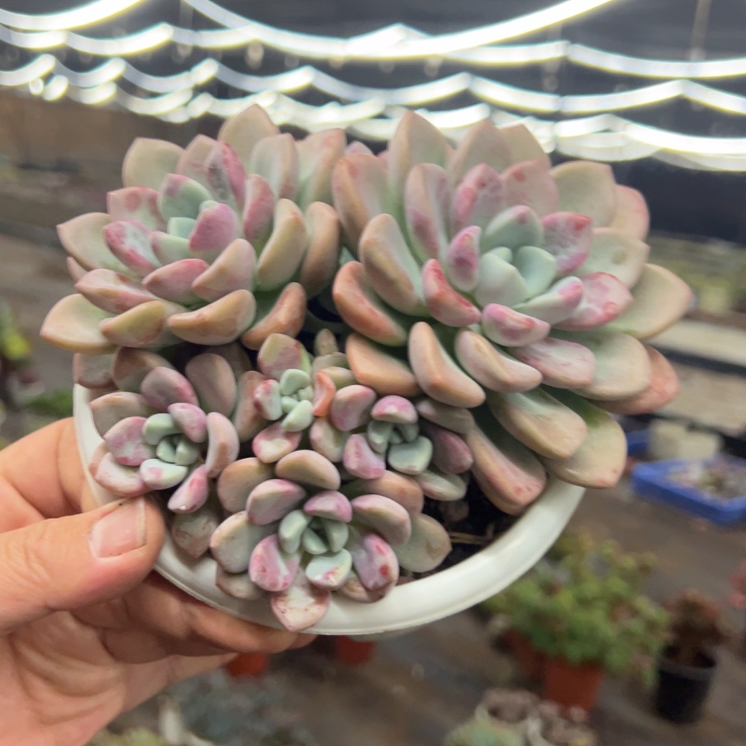 花斑露双头带仔老桩