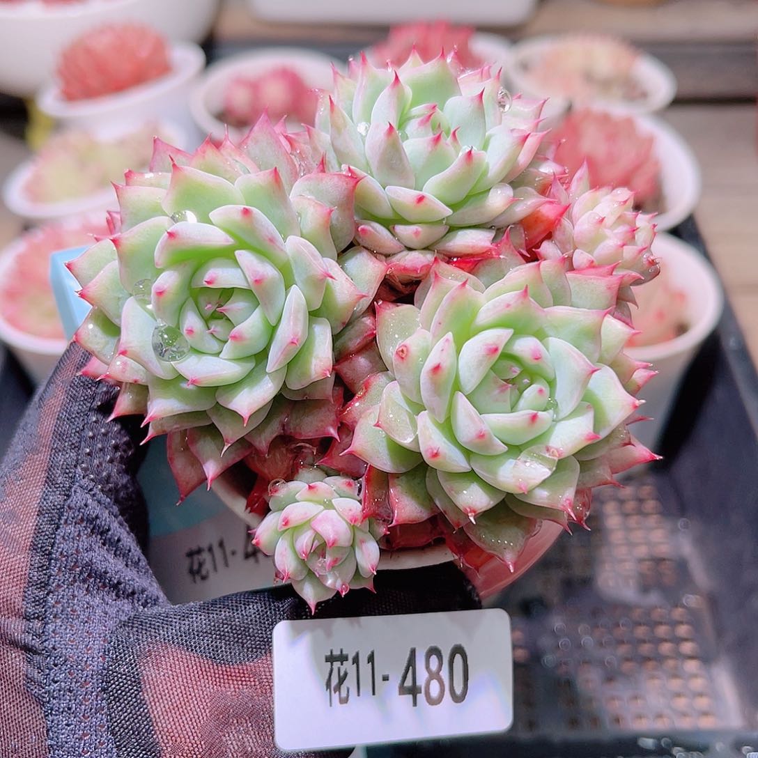 花利美11-480蒂比
