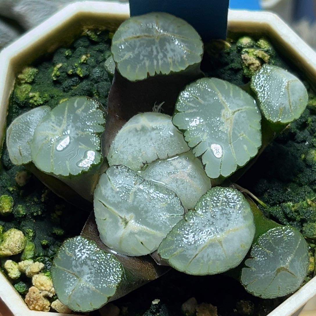 恭喜发财大吉大利735马萨林