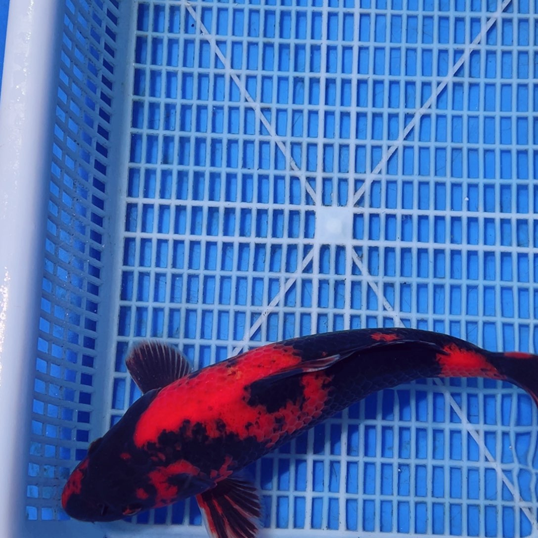 锦鲤锦鲤观赏鱼11111