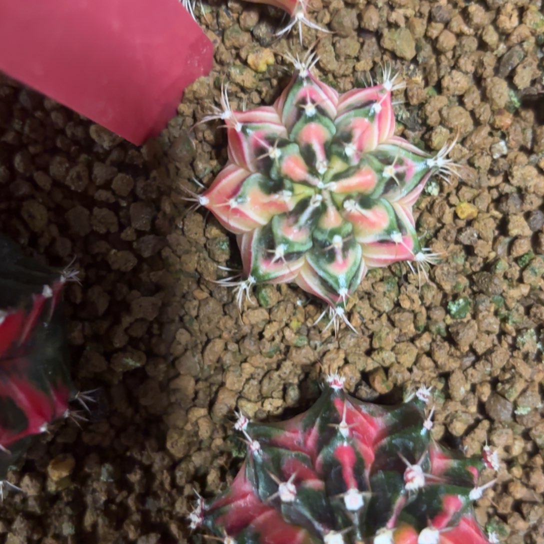 L725-1226泰国发货 仙境