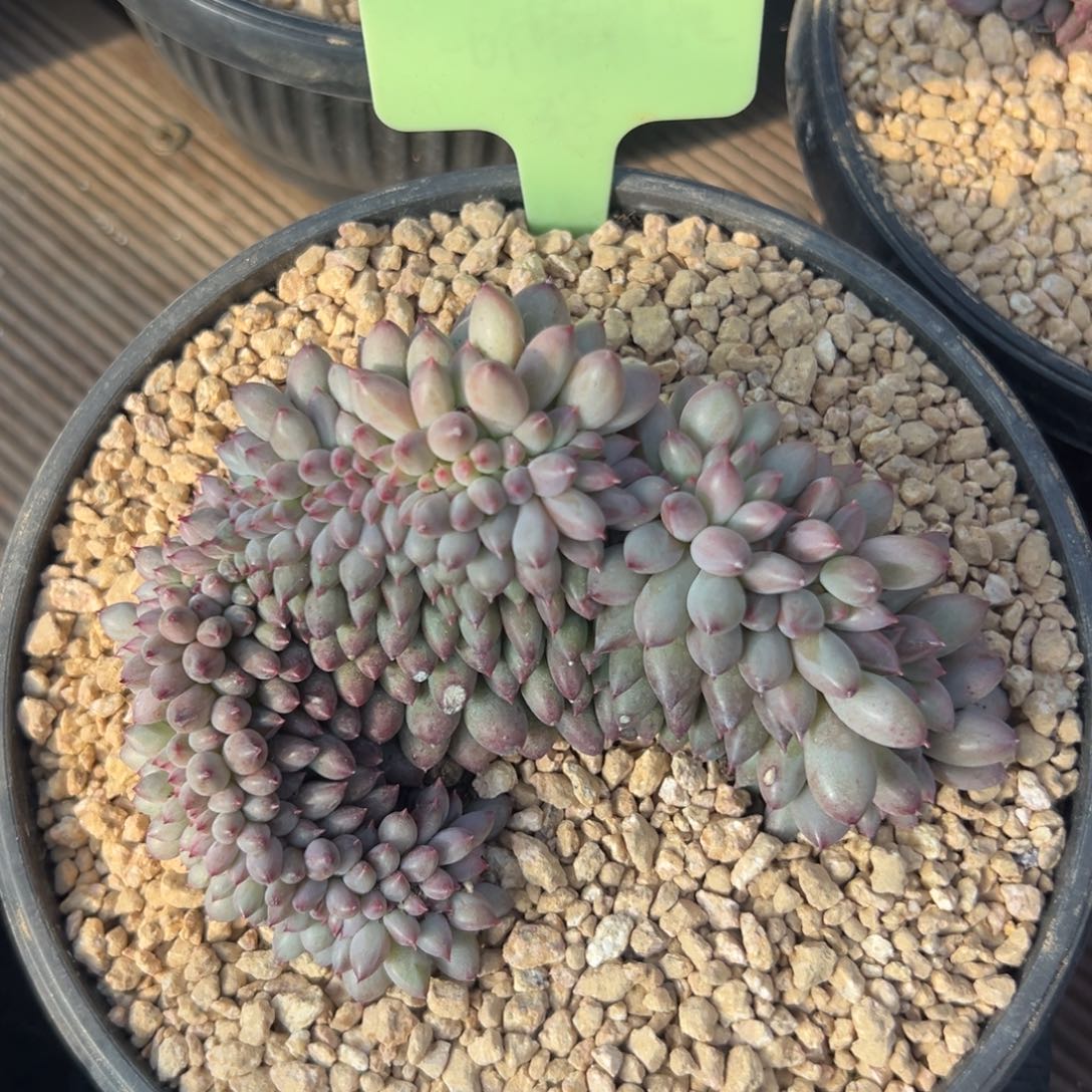 虞美人缀化111111111111111