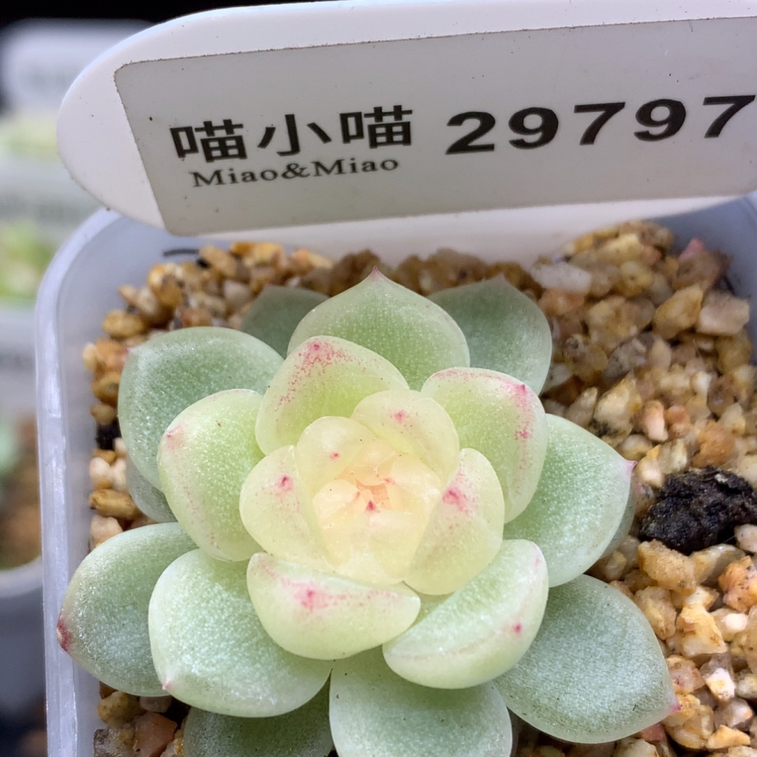 多肉植物杂交珍妮