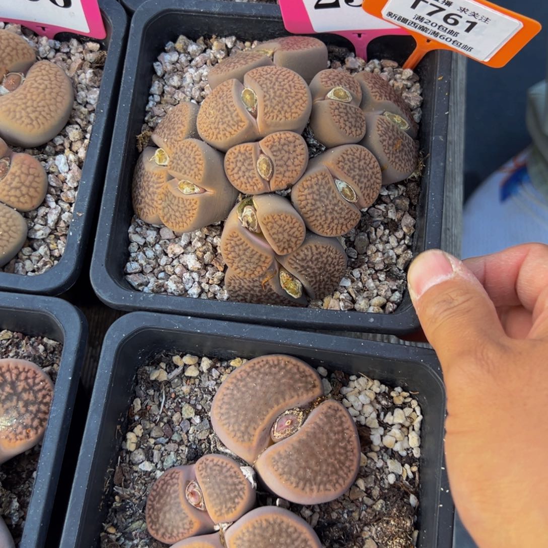 伴***居761 一物一拍，默认有伤，介意勿拍，不退不换