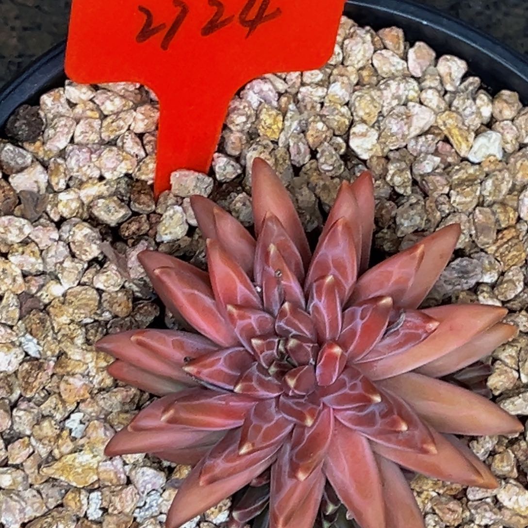 2724号晚上多肉植物群生多肉