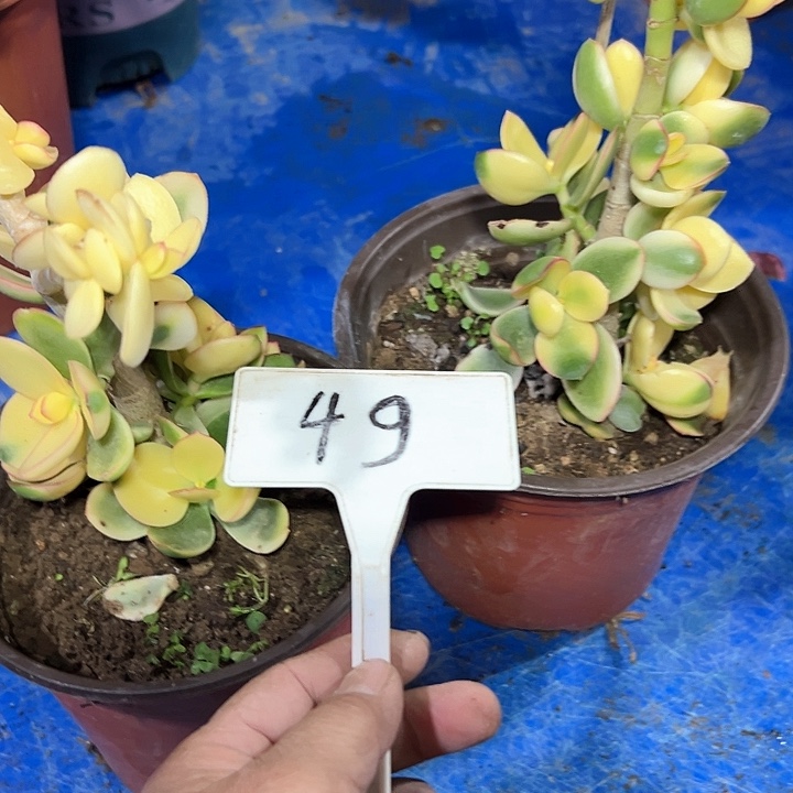 多肉植物组合2个