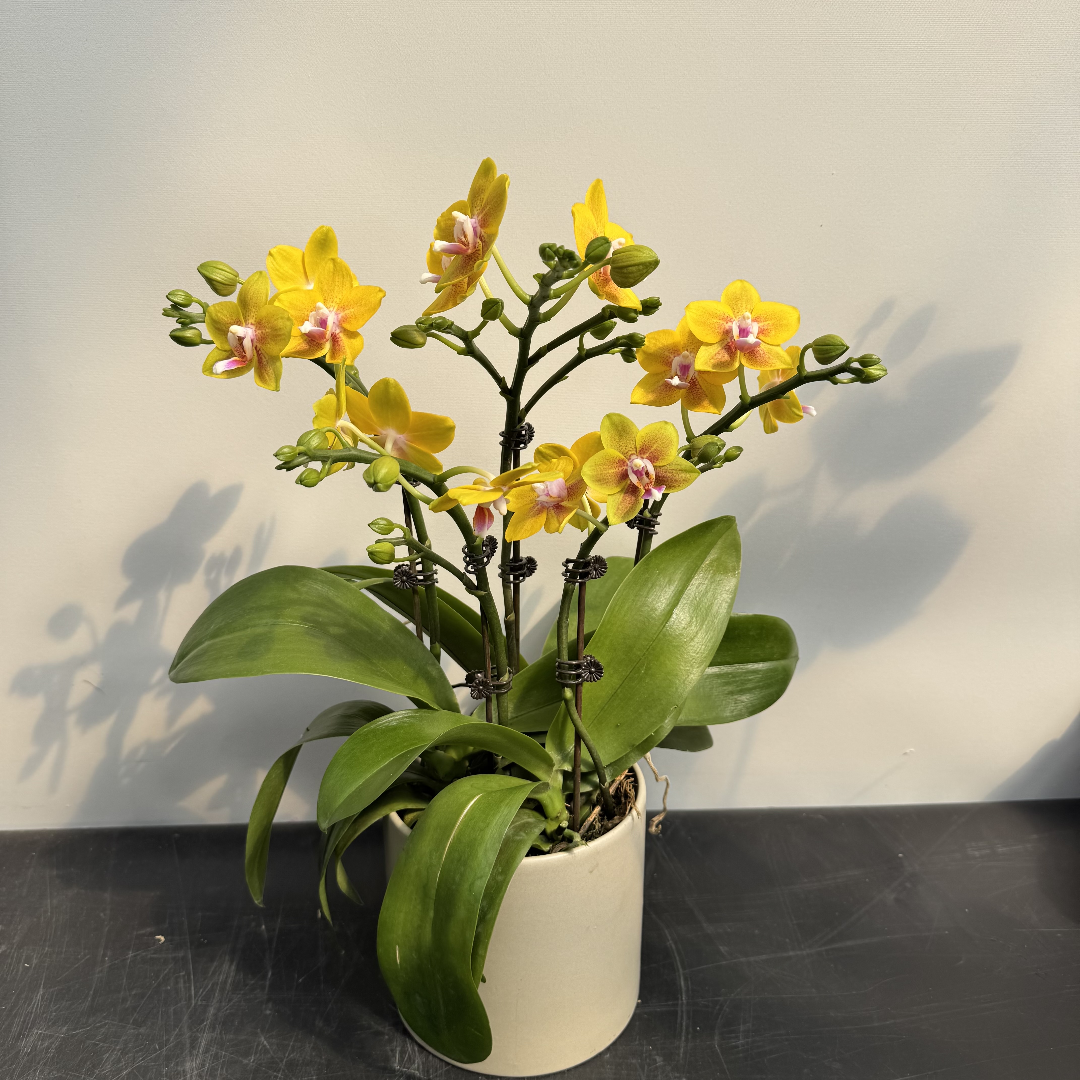 【彼自豪】3.0寸双花剑  精品蝴蝶兰 开花带花苞 花卉基地直发