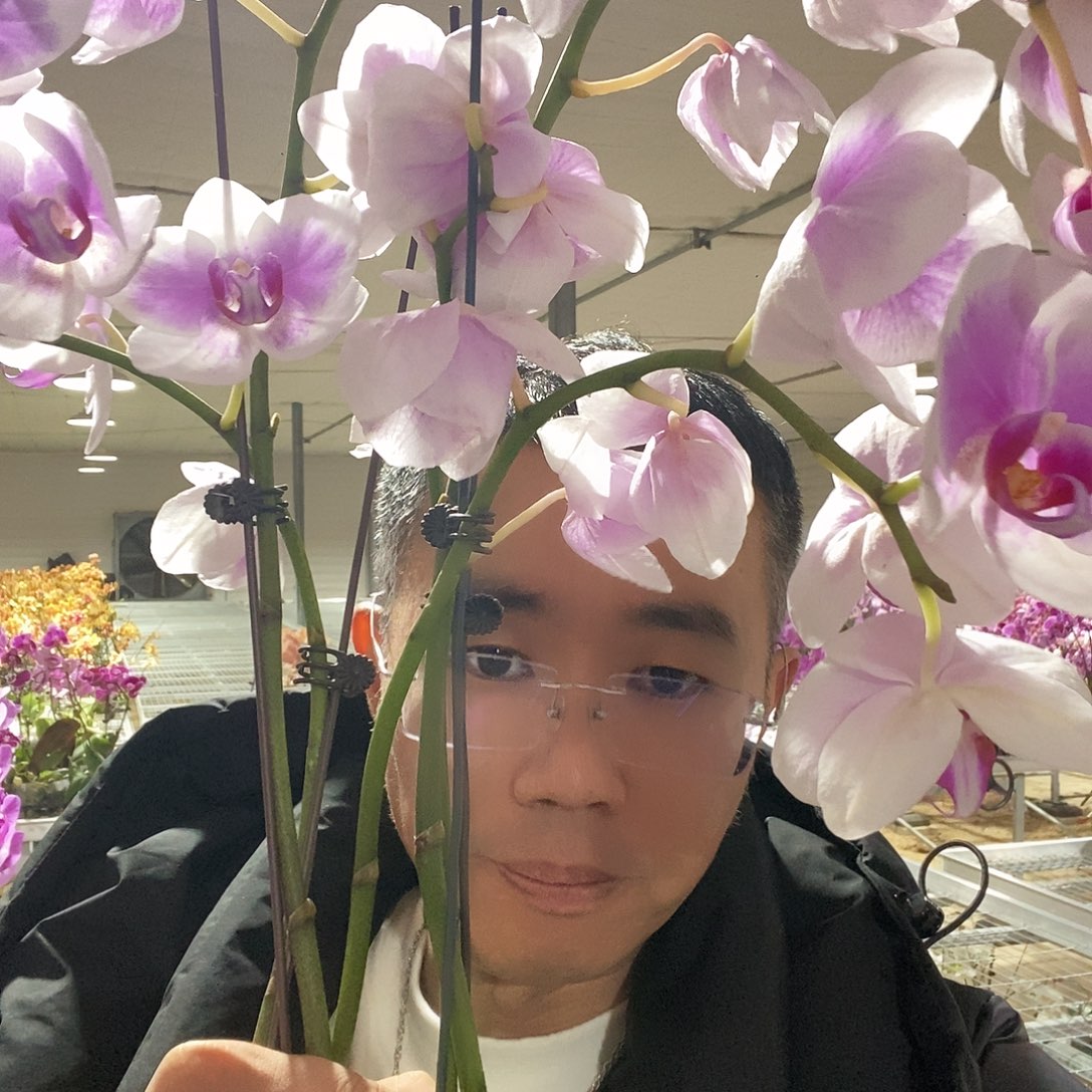完全开放粉钻花后苗花剑不售后