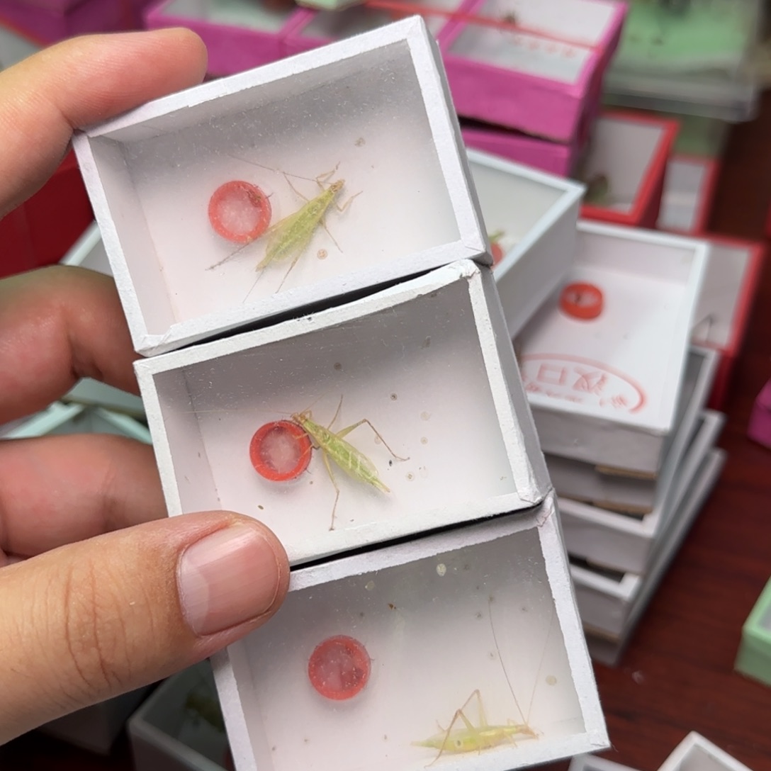 柬埔寨竹蛉3只     