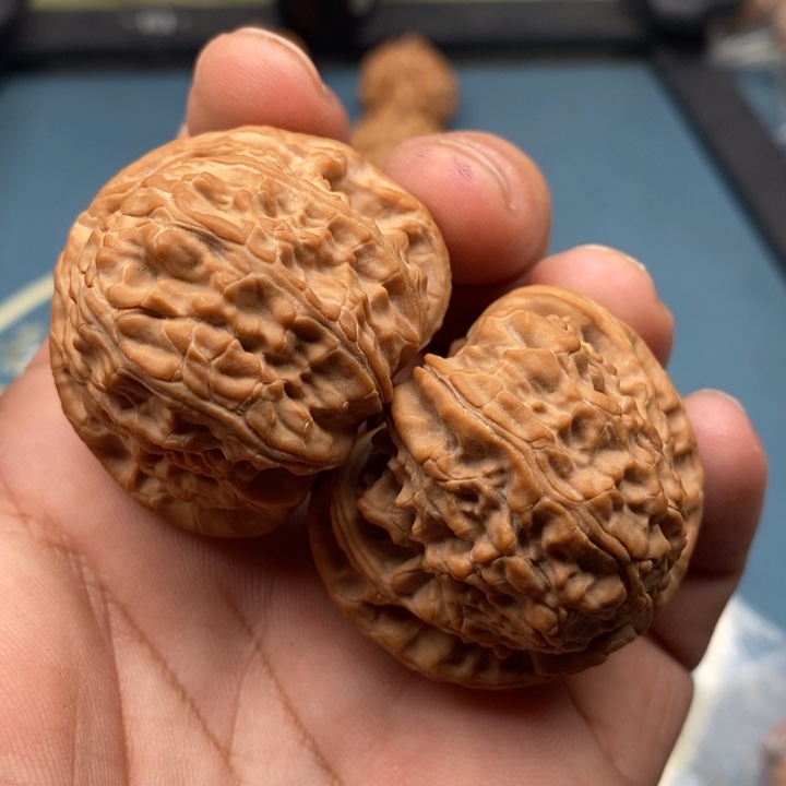 文玩核桃把件白狮子