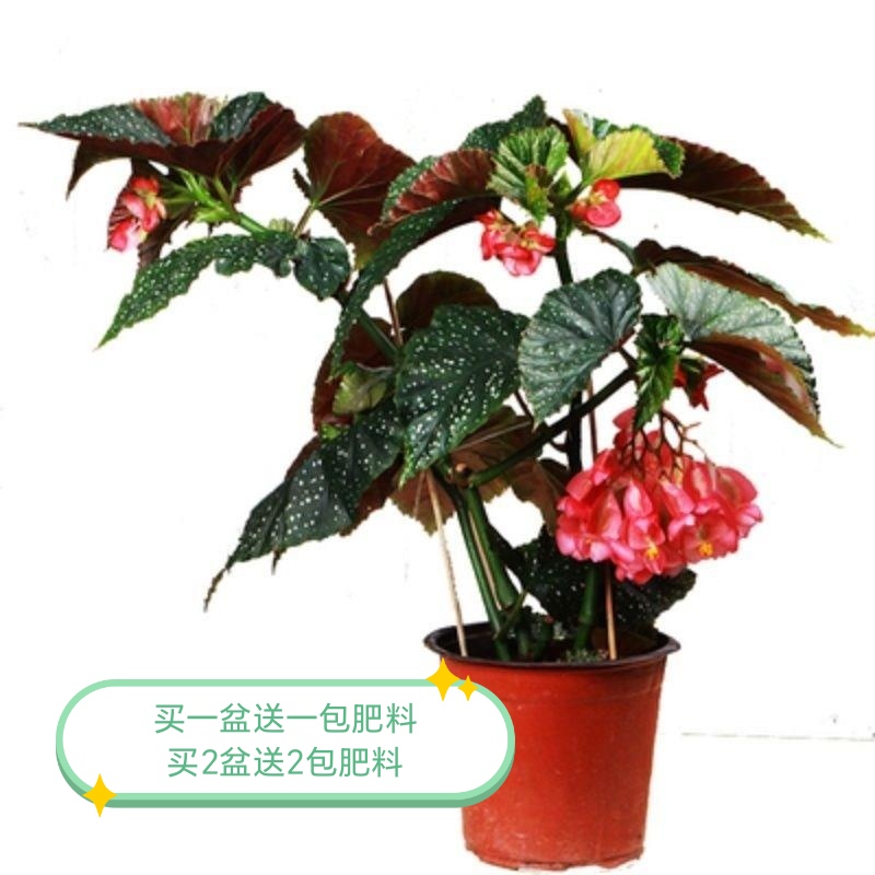 竹节海棠花盆栽大叶斑点四季斑叶竹节秋海棠花卉绿植物室内花
