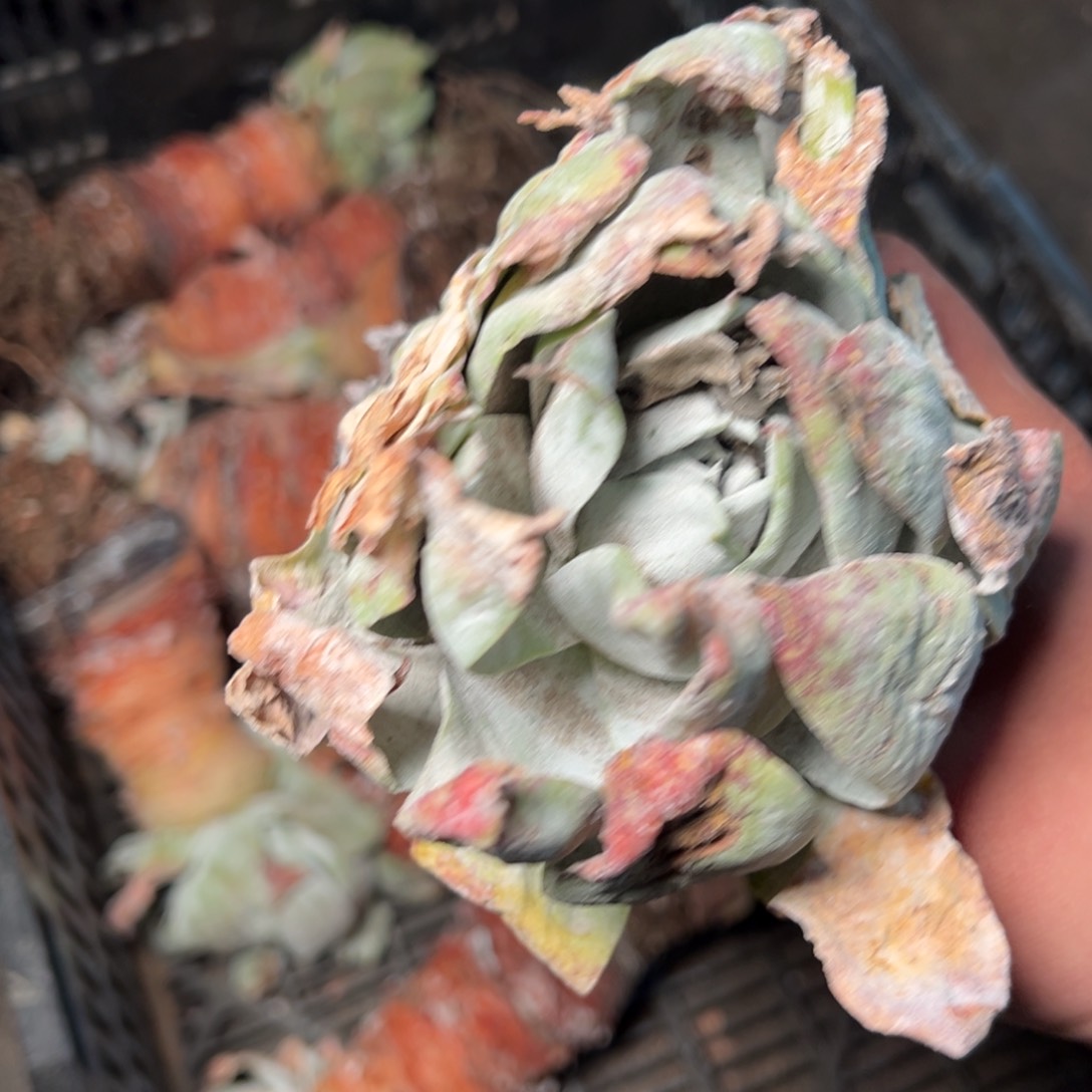 554哈哈哈哈哈哈哈哈