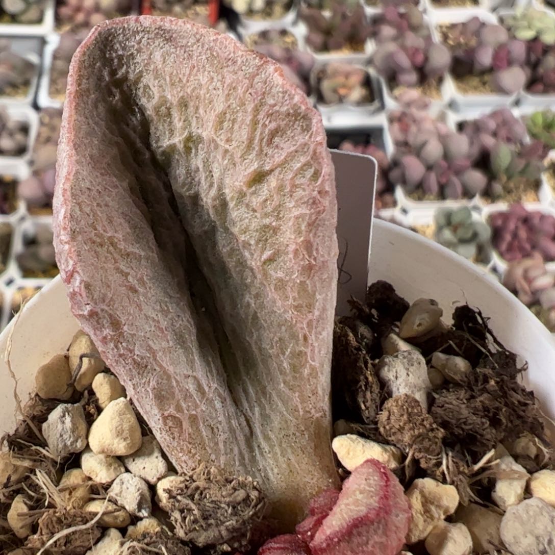 实生低叶苗纹路款网格纹多肉植物