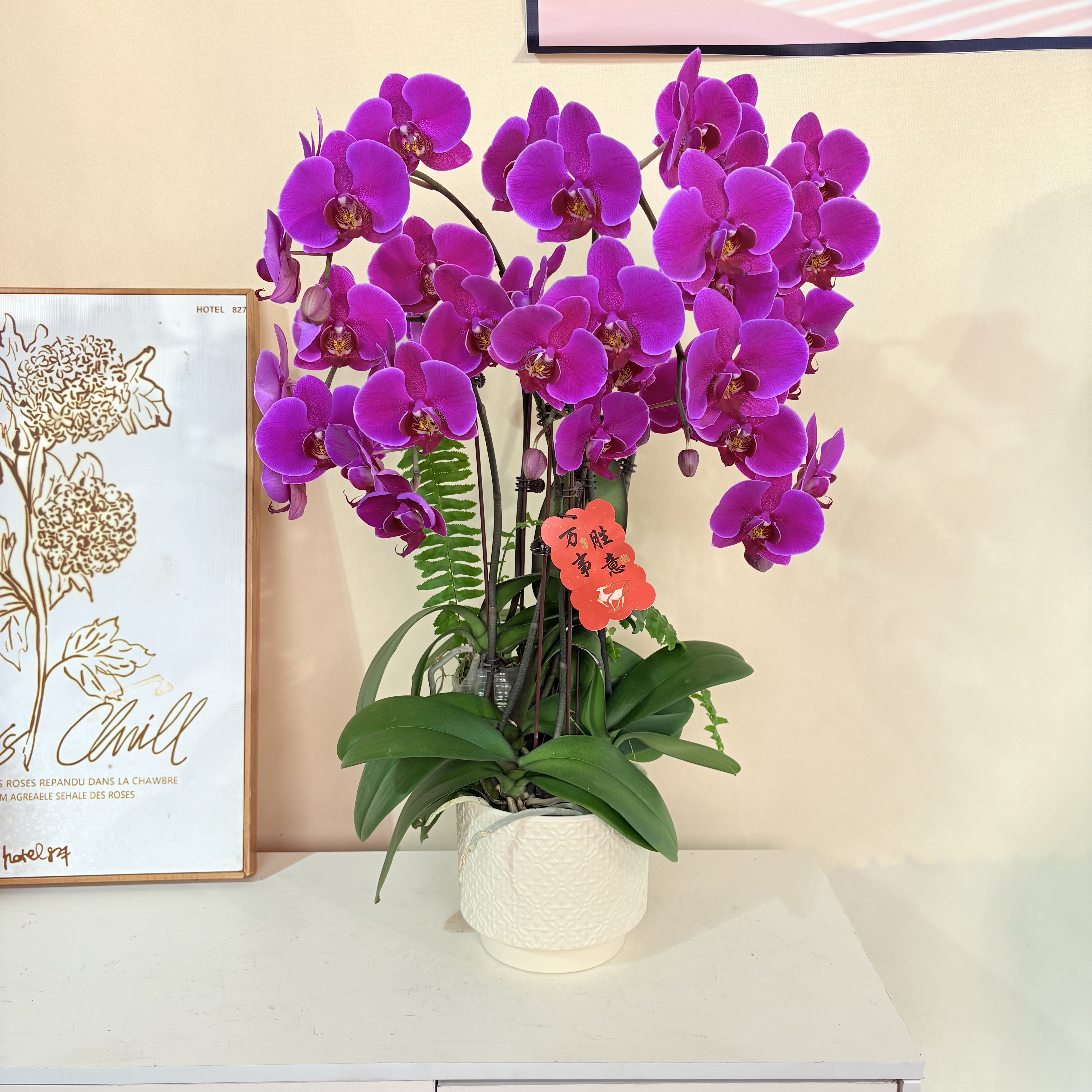 蝴蝶兰《大辣椒》室内绿植花卉盆栽 四季好养活 基地直发