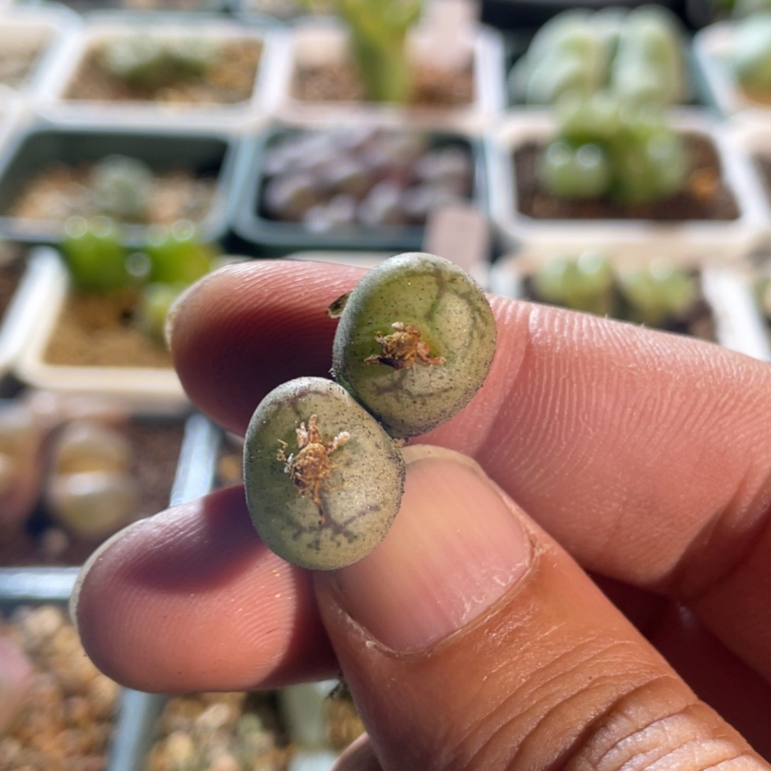 双头毛杂猴植物一物一拍