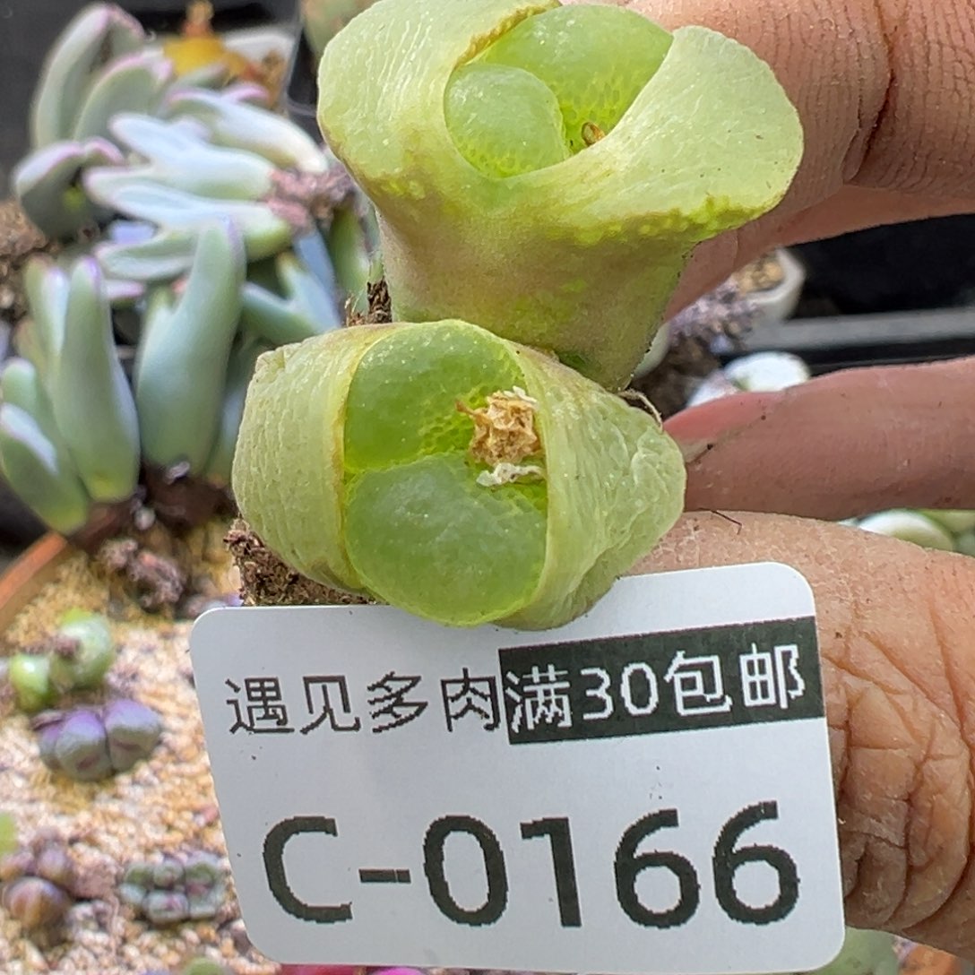 多肉植物1111111111111111