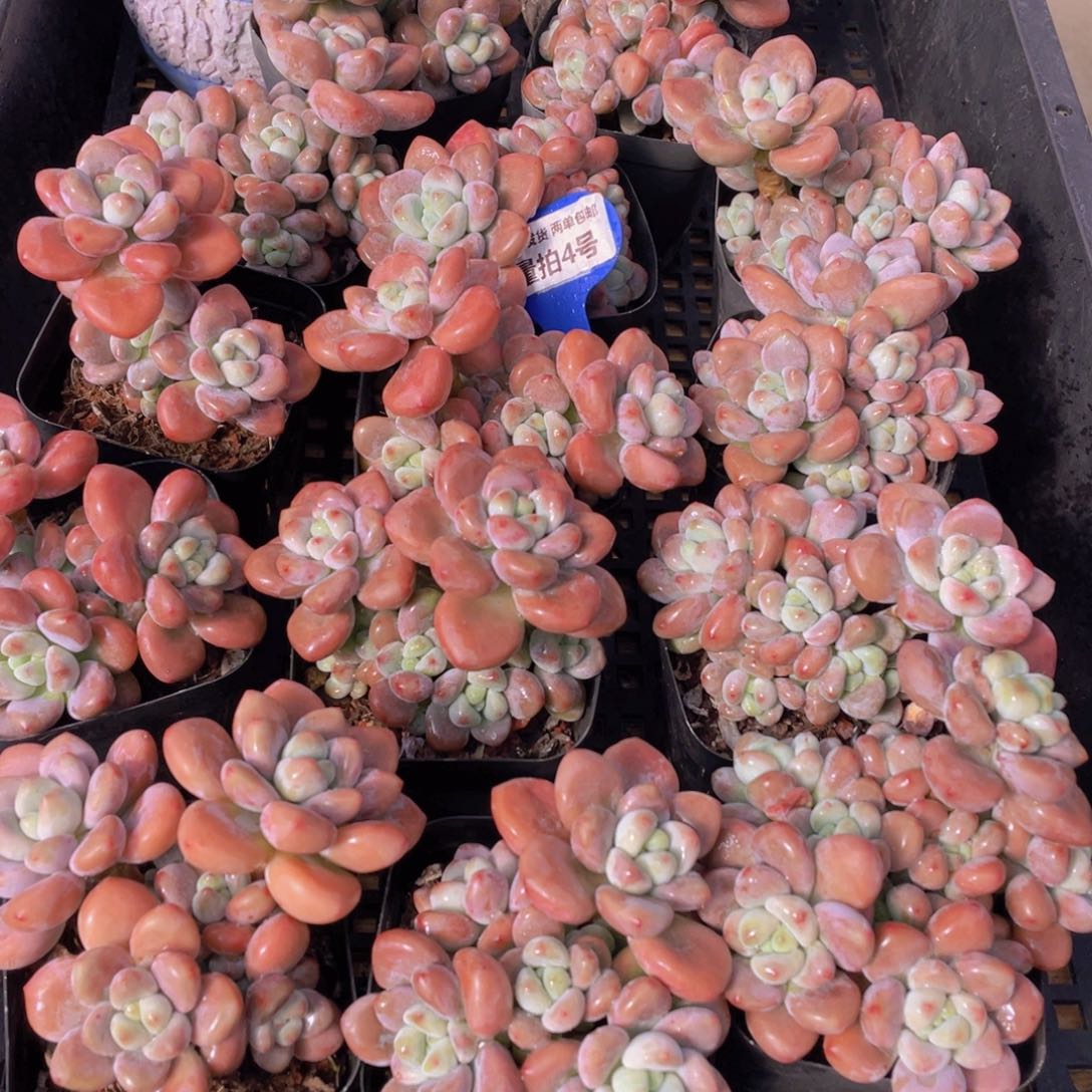 量拍4号 优选红洛神群生2个