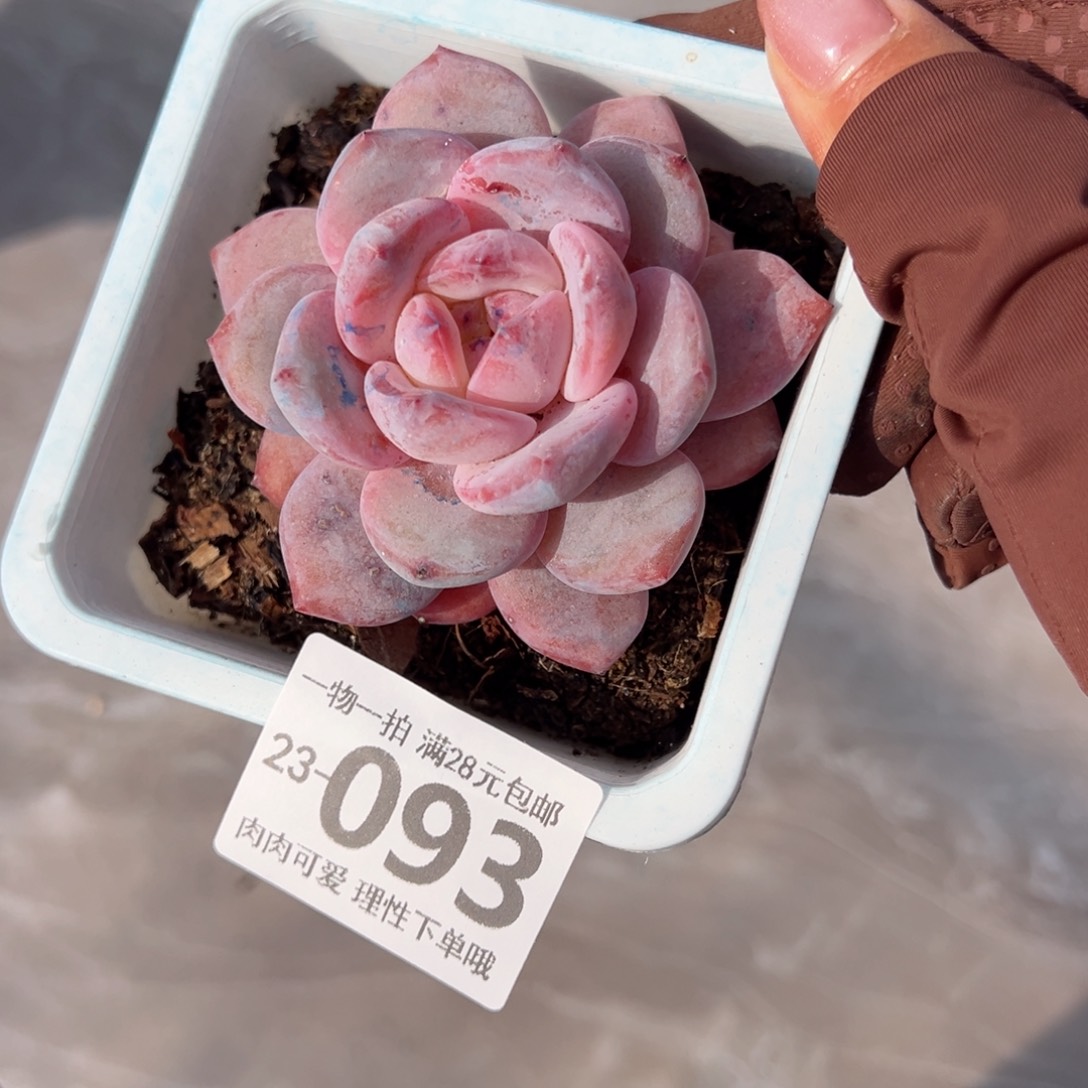 橙梦露多肉多肉多肉多肉