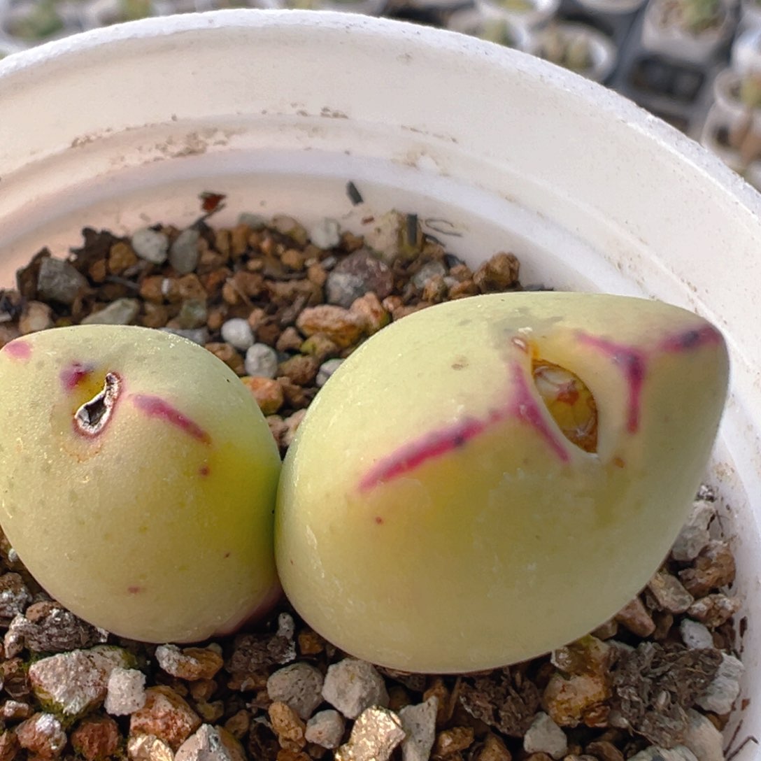 胖**子52多肉植物百科知识