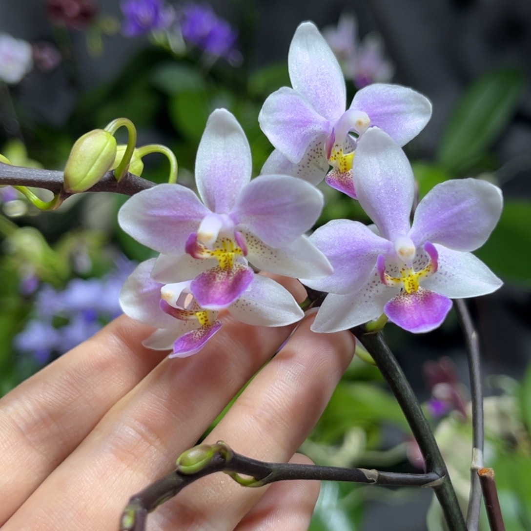 完全开放4寸13开花株