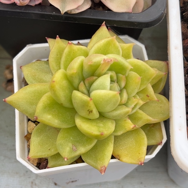 冰橙锦一颗价格发货