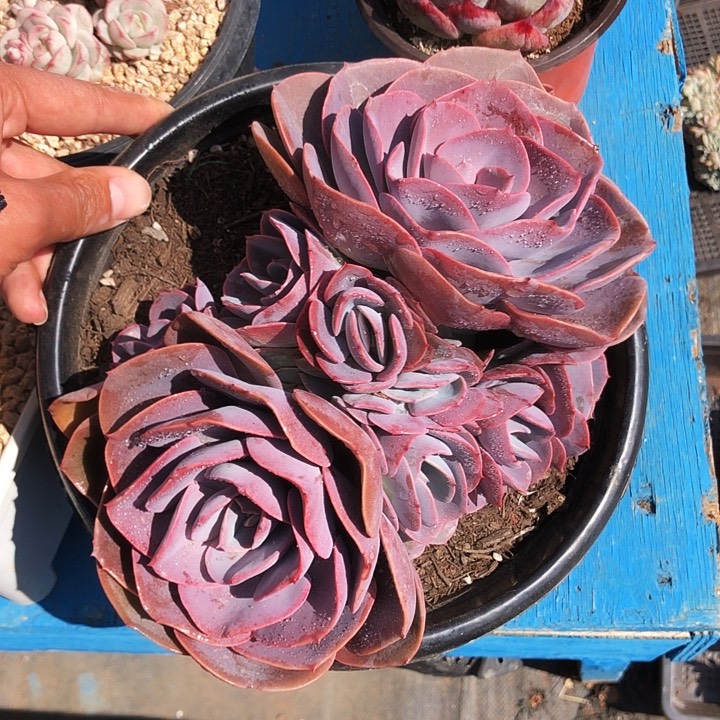 尘埃玫瑰大群多肉植物