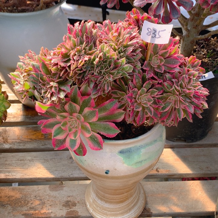 835粉女巫精品缀化