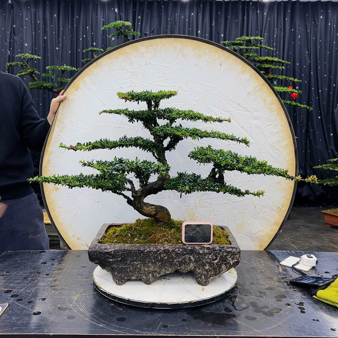 松树柏树造型盆景